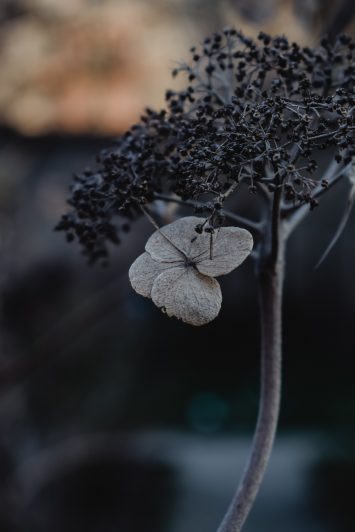 Wilted flowers are used as a representative of seasonal content, as they are rather short-lived